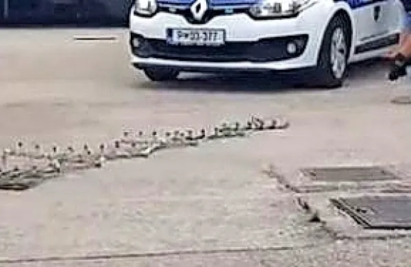 Voznika  chevroleta  so  ustavile  šele  bodice.