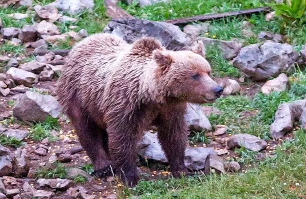 Iz narave odvzetih vseh predvidenih 230 rjavih medvedov