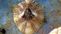 Amphibalanus amphitrite je pogosta vrsta vitičnjakov v Jadranu.