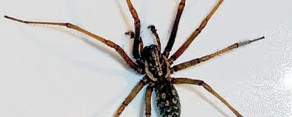 Pajki le redko zaidejo v človeško telo in ljudje z arahnofobijo (strah pred pajki) bodo zelo veseli, ko bodo slišali, da ni res, da med spanjem v enem letu nehote pogoltnemo osem pajkov.