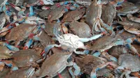 Tujerodna modra rakovica (Callinectes sapidus) se danes na 
severu Jadrana in tudi v Sloveniji pojavlja v vse večjem številu. 