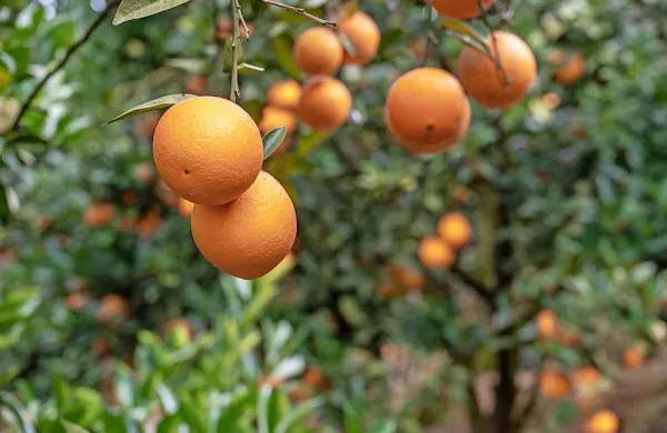 Vse, kar morate vedeti o citrusih in prezimovanju