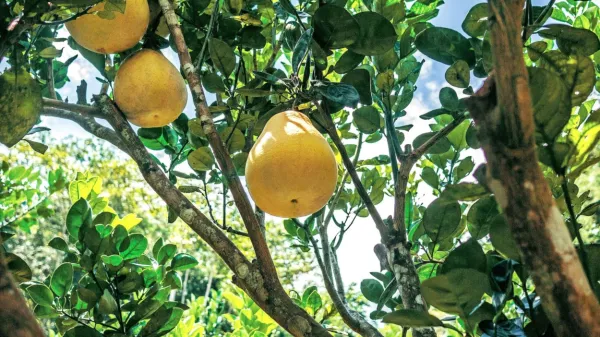 Pomelo se v latinščini imenuje Citrus Maxima, saj je največji 
predstavnik citrusov.