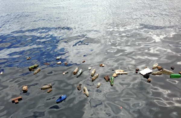 

Ne samo, da mikroplastiko pogosto ne vedoč pojedo živali in 
ljudje, iz nje se  v okolje sproščajo tudi nevarne kemikalije.