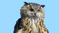 Velika uharica (Bubo bubo) v Istri pleni tudi podgane, ko 
primanjkuje plena.