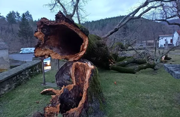 V Brezovici je veter podrl okrog 450 let staro lipo.
