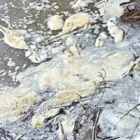 Voda z gnojevko dosegla Postojnsko jamo, a so padavine razredčile onesnaženost (FOTO)