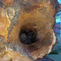Vrtinec podrl več kot 470 let staro lipo, od &scaron;tirih je ostala samo &scaron;e ena