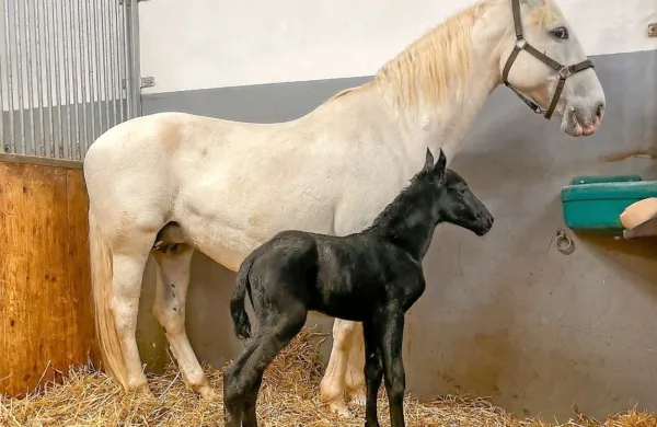 V Kobilarni Lipica se veselijo prvega leto&scaron;njega žrebička