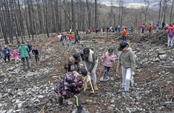 Utrinek z lanske akcije pogozdovanja na Krasu
