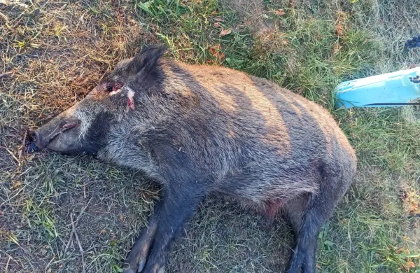 Divjo svinjo je nekdo obstrelil in jo pustil poginjati v obcestnem jarku 
(fotografija je simbolična).
