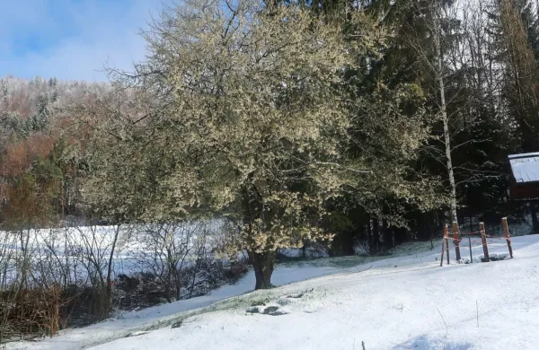 V cvetno nedeljo se je tudi v hribih na Idrijskem razcvetelo drevje 
zbudilo prekrito s snegom, ki pa ni naredil škode.