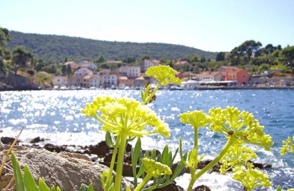 Odkrijte čare otokov Pag, Lo&scaron;inj in Krk