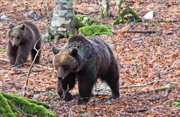 Gozdarja Denisa Vrha je presenetila medvedka z mladičem.