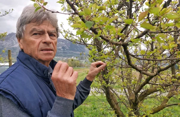 Ivan Ferjančič v nasadu marelic, kjer je sodra  že odnesla ves pridelek. 