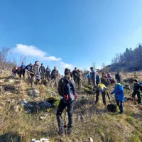 Na Prevali prostovoljci danes posadili 2000 mladih smrek (FOTO)