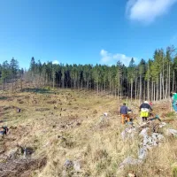 Na Prevali prostovoljci danes posadili 2000 mladih smrek (FOTO)