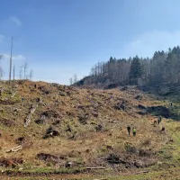 Na Prevali prostovoljci danes posadili 2000 mladih smrek (FOTO)