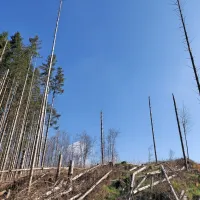Na Prevali prostovoljci danes posadili 2000 mladih smrek (FOTO)