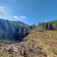 Na Prevali prostovoljci danes posadili 2000 mladih smrek (FOTO)