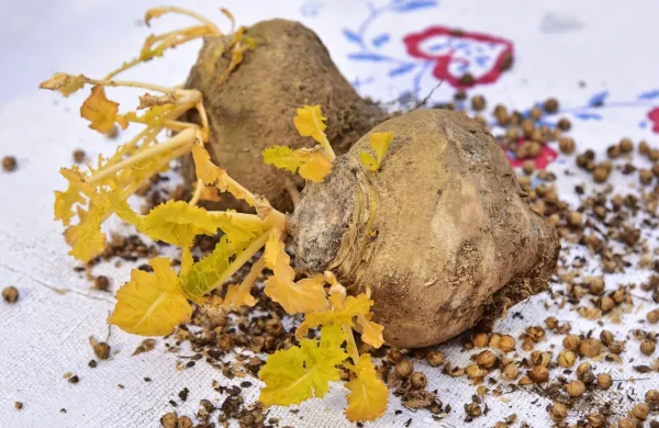 V kolerabi je veliko vitamina C, ki je odličen antioksidant, krepi 
obrambno sposobnost telesa ter pomaga preprečevati bolezni 
oziroma pripomore k okrevanju.