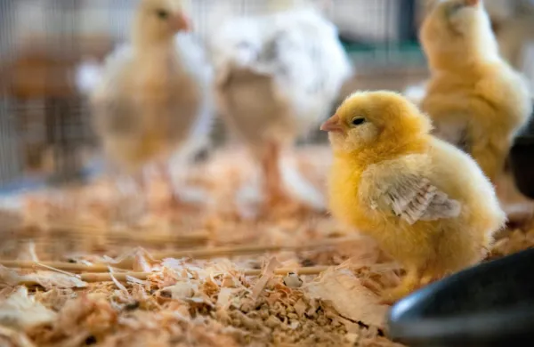 Na Hrvaškem bosta vzniknila projekta piščančjih farm, vredna več 
kot milijardo evrov.