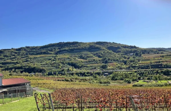 Možnost napovedovanja izbruhov škodljivcev in bolezni bo precej izboljšala pogoje za kmetovanje.