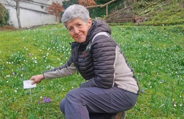 Tinka Gantar, oskrbnica Scopolijevega  spominskega vrta, med zvončki in 
v pričakovanju razcveta vse več rastlin idrijske naravoslovne dediščine.