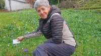 Tinka Gantar, oskrbnica Scopolijevega  spominskega vrta, med zvončki in 
v pričakovanju razcveta vse več rastlin idrijske naravoslovne dediščine.