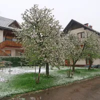 Po uvodnem blagem torkovem sneženju, se to stopnjuje. Kako bo 
sneg preneslo drevje, bo kakopak znano v sredo.
