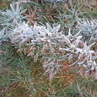 Na Kredarici 40 centimetrov novega snega, rekorden padec temperature