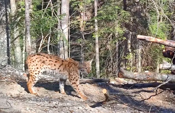 Gozdar z Bistri&scaron;kega je naletel na redek prizor - tričlansko risjo družino (VIDEO)
