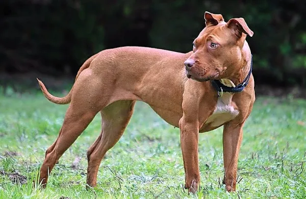Pitbul terier