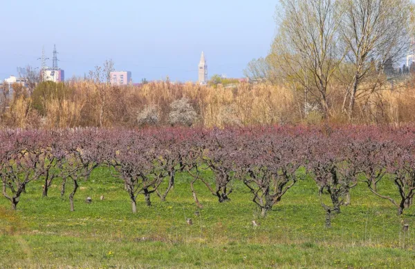 Letošnji april so zaznamovala velika nihanja v temperaturi, ki so veliko preglavic povzročila tudi kmetovalcem. 