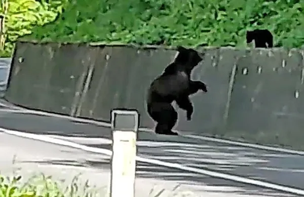 Približno 80 kilogramov težka medvedka je svojega mladiča 
skušala spraviti z zidu ...