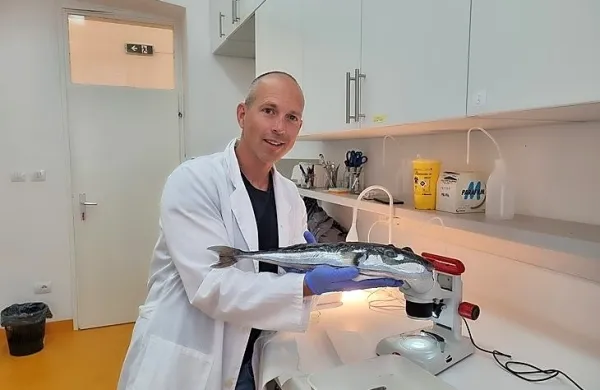 Neven Iveša je v  laboratoriju analiziral srebrnoprogasto napihovalko, eno najbolj strupenih rib na svetu.