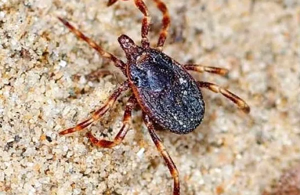 Na Krasu so v zadnjih časih raziskovalci tržaškega Naravoslovnega 
muzeja namreč zabeležili prisotnost nove vrste klopa, orjaškega 
tropskega klopa Hyalomma marginatum. Foto: Naravoslovni 
muzej Trst