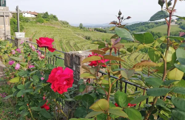 Pozna pomlad  v Goriških brdih 