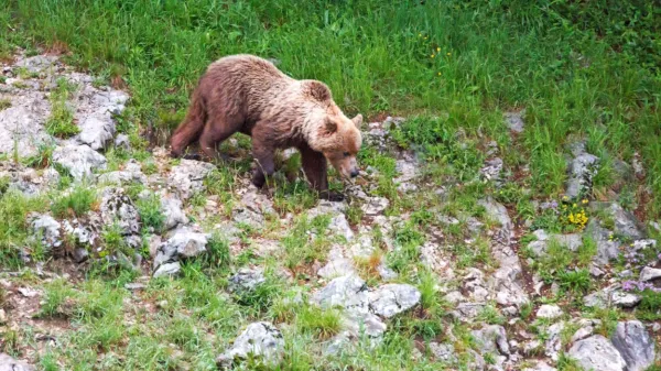 Medvedi se človeka  izogibajo, ga ne zasledujejo, ne lovijo.