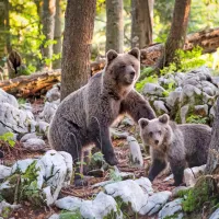 Med gibanjem po gozdu opozorimo na svojo prisotnost, se na 
primer pogovarjamo, s kakšno palico udarimo ob tla, drevo … Ne 
kričimo, ampak opozorimo na svojo prisotnost, da jo medved 
zazna.