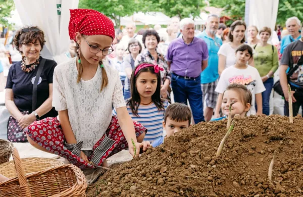 Otroci so prikazali, kako se pobira šparglje. 
