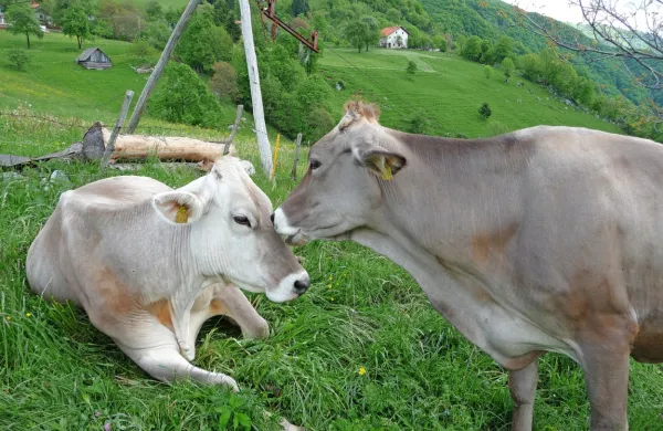 Triglavski narodni park opravlja neprecenljivo delo varstva naravne in kulturne dediščine, trajnostnega razvoja in izobraževanja.