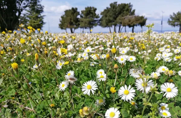 Po zelo mokrem in nekoliko nadpovprečno toplem maju se danes 
začenja meteorološko poletje.