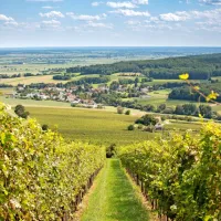 Gradiščanska je dežela vinogradov, posebej cenjena so rdeča vina, 
zlasti modra frankinja.