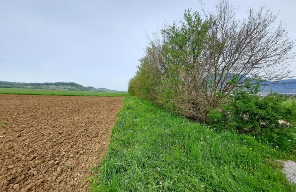 Ajdov&scaron;čina bo dobila milijon evrov za mejice