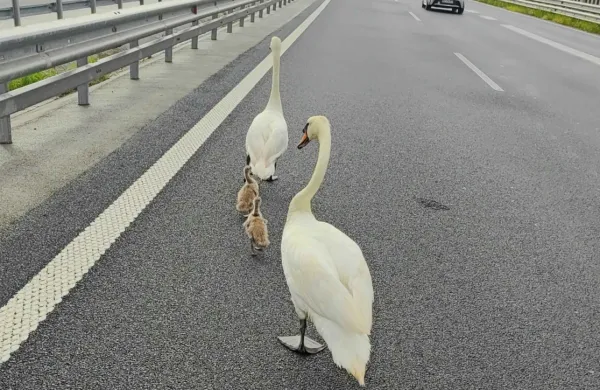 Labodja družina se je ob robu prehitevalnega pasu iz Kopra počasi 
odpravila proti Bertokom.