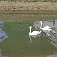 Po neuspešnem prečkanju ceste so se morali znova zadovoljiti z 
Badaševico.
