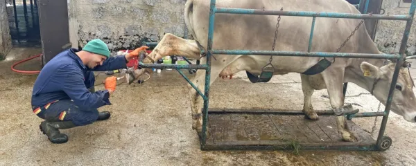 Če si kmet, moraš imeti veliko znanja, še posebno če imaš krave na 
planini, veterinar pa je v dolini. Krave si zaradi kraškega sveta, 
pašnikov, kjer se pasejo, lahko poškodujejo parklje, zato jim 
pomaga Rok Stres.