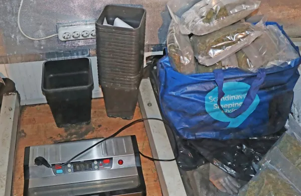 Nad avtosalonom so na veliko gojili konopljo