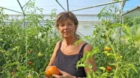 Nevenka Peroša se te dni s težkim srcem odpravi v  rastlinjak, saj  
je paradižnikov molj že napadel tudi  plodove paradižnika.